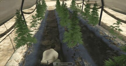 Weed Rush System